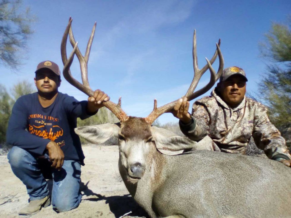 Trophy Sonoran Mule Deer Mexico Outfitters Unlimited